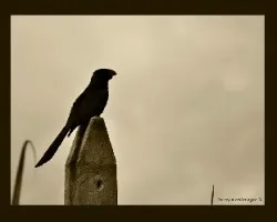silueta...