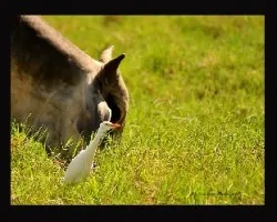 garza bueyera...