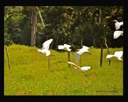 bueyeras en vuelo