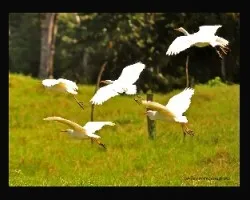 bueyeras en vuelo