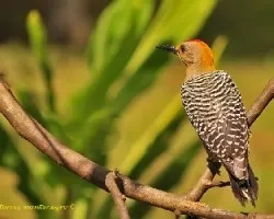Carpintero de Hoffman