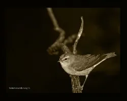 blanco y negro