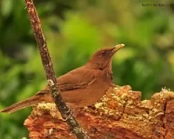 Turdus grayi