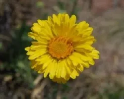 Gaillardia cabrerae