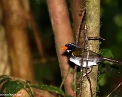 Arremon aurantiirostris