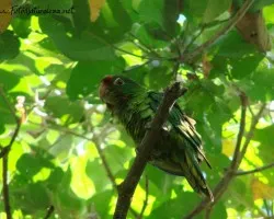 Aratinga finschi