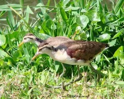 Jacana spinosa