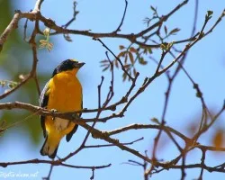 Euphonia hirundinacea
