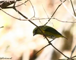 Euphonia hirundinacea