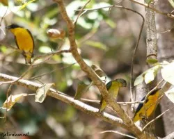 Euphonia hirundinacea