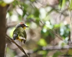 Basileuterus rufifrons