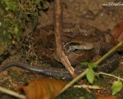 Cerrophidion godmani