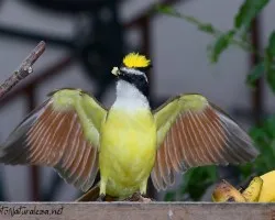 Pitangus sulphuratus