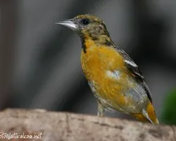 Icterus galbula