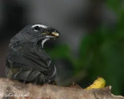 Saltator coerulescens