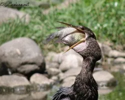 Anhinga anhinga