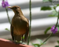 Turdus grayi