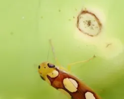 Peque?o Insecto