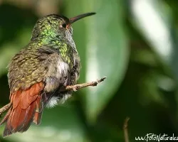 Amazilia tzacatl