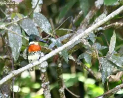 Chloroceryle amazona
