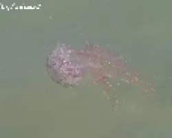 Meduza