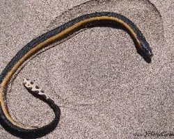 Serpiente marina