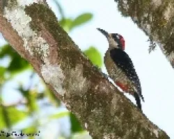 Melanerpes pucherani