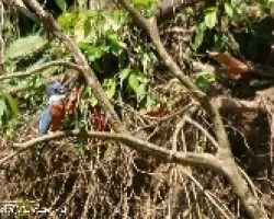 Megaceryle torquata