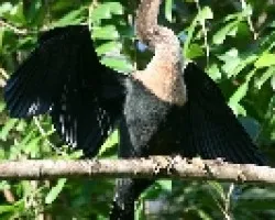 Anhinga anhinga