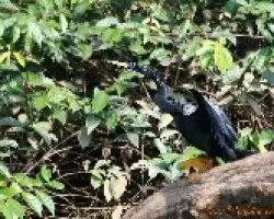 Anhinga anhinga
