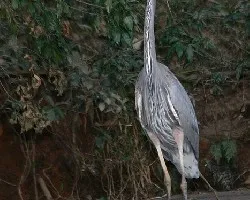Ardea herodias