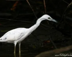 Egretta caerulea