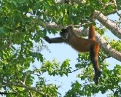 Ateles geoffroyi