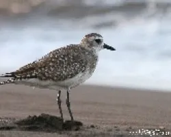 Pluvialis squatarola