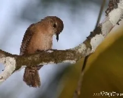 Troglodytes aedon