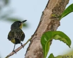 Todirostrum cinereum