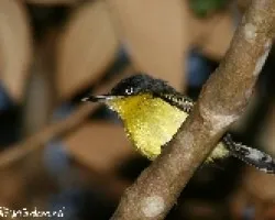 Todirostrum cinereum