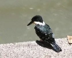 Chloroceryle americana
