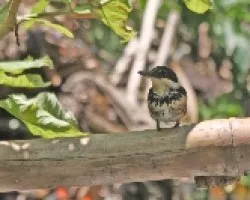 Chloroceryle americana