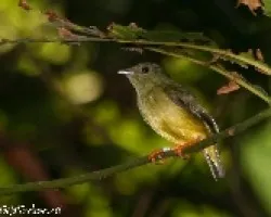 Manacus candei