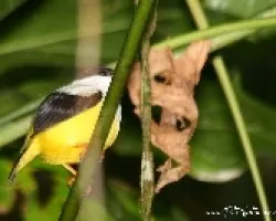Manacus candei