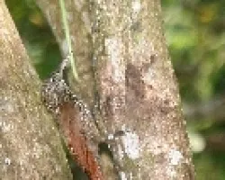 Lepidocolaptes souleyetii