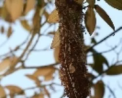 Todirostrum cinereum