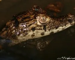 Caiman bebe