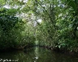 Un canal de Tortuguero