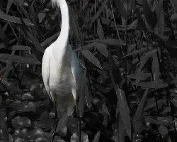 Egretta thula