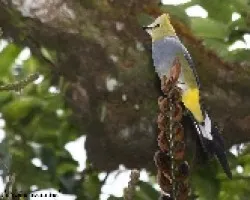 Ptilogonys caudatus