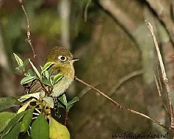 Empidonax flavescens