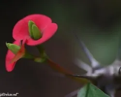 Peque?a flor