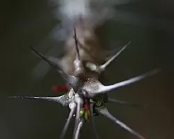 De espinas